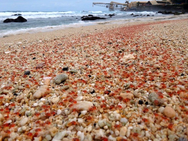 2012-January-RedCrabs-Full